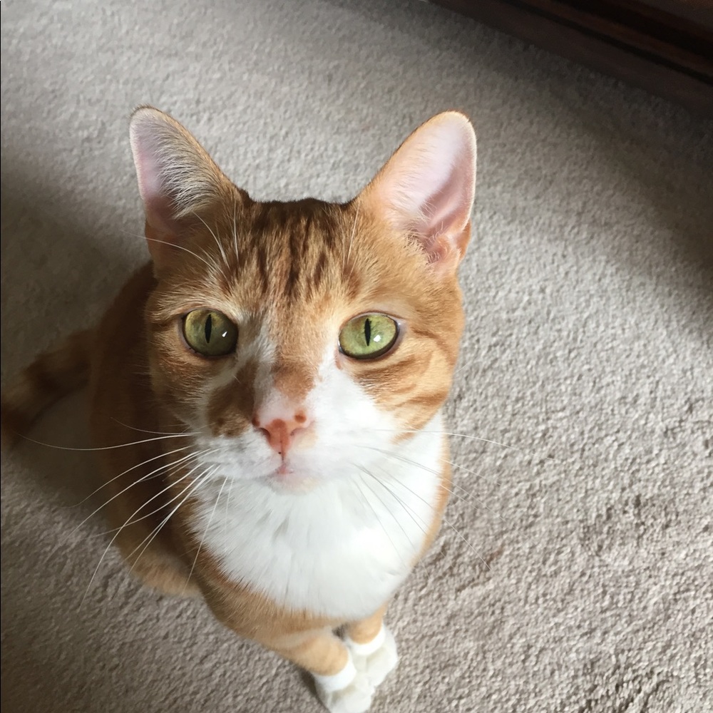 Meet your Posher, Dawn